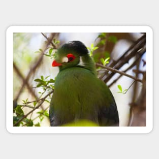 Turaco Sticker